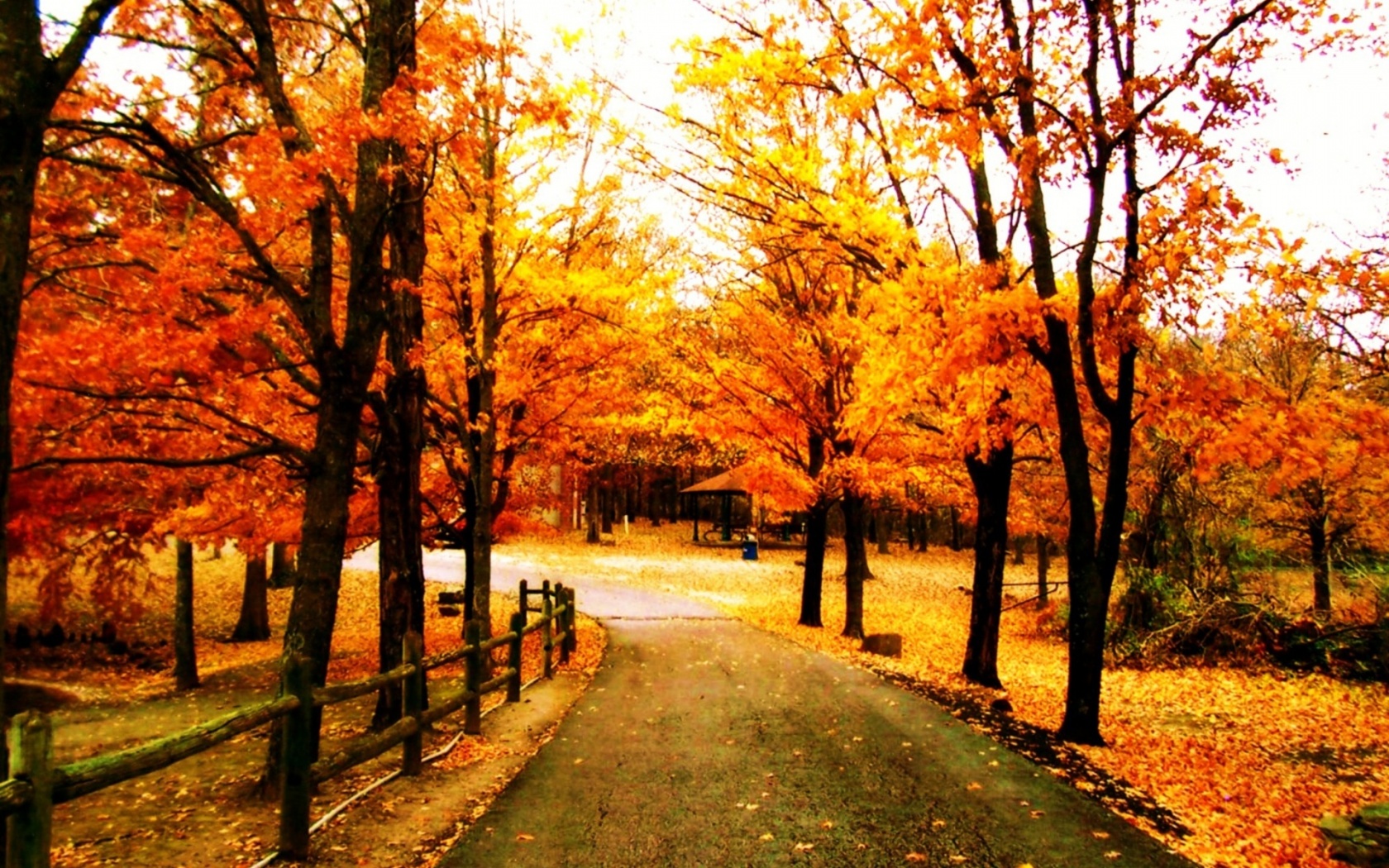 autumn_beautiful_leaf_nature_park_trees-1680x1050.jpg