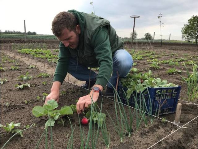 Mindenkinek friss terményeket! MyFarm Harta