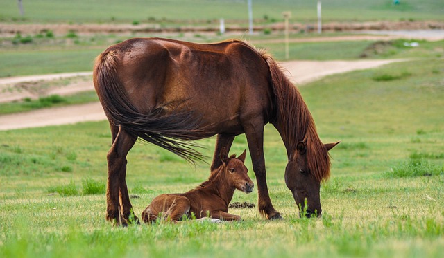 horses-gfb058e16d_640.jpg