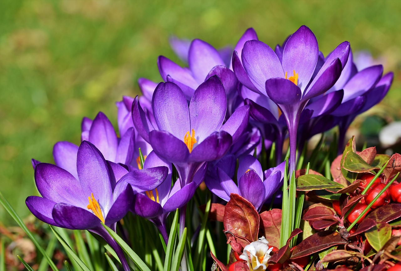 crocus-4062291_1280.jpg