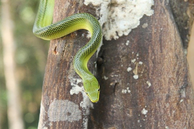 green-tree-snake-3792326_640.jpg