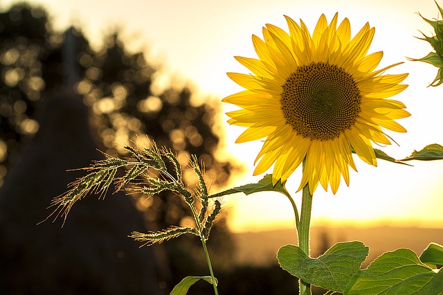 sunflower-1127174_640.jpg