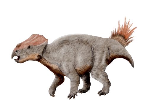 ajkaceratops_nt.jpg