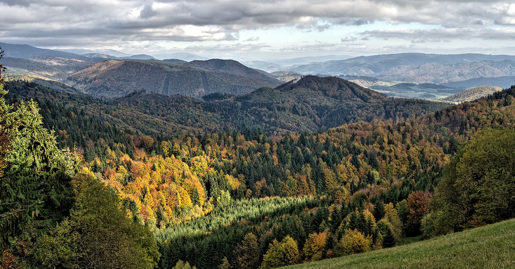 Hogyan alakult az erdőgazdálkodás a történelmi Magyarországon?