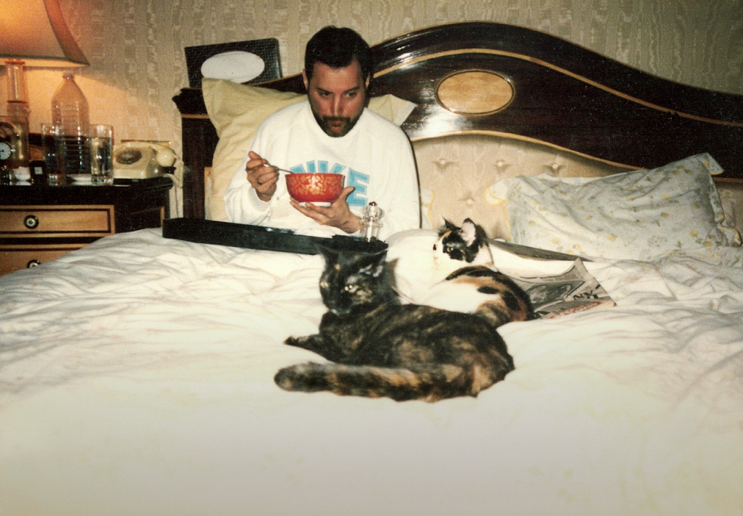 freddiemercury_cats_peterfreestone.jpg