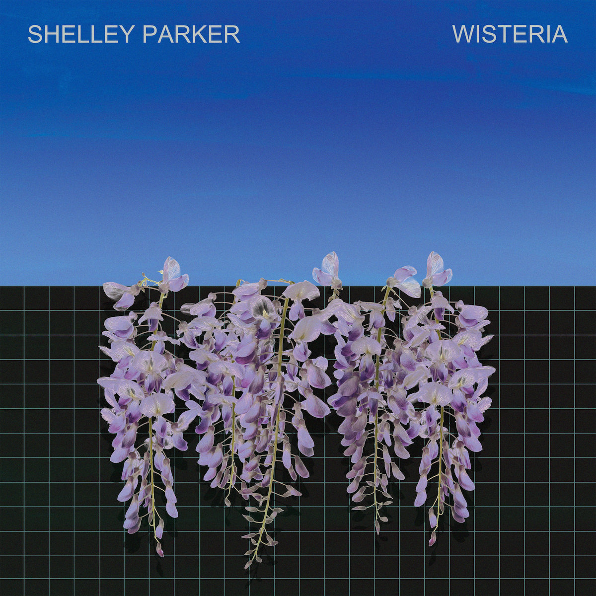 shelley-parker-wisteria.jpg
