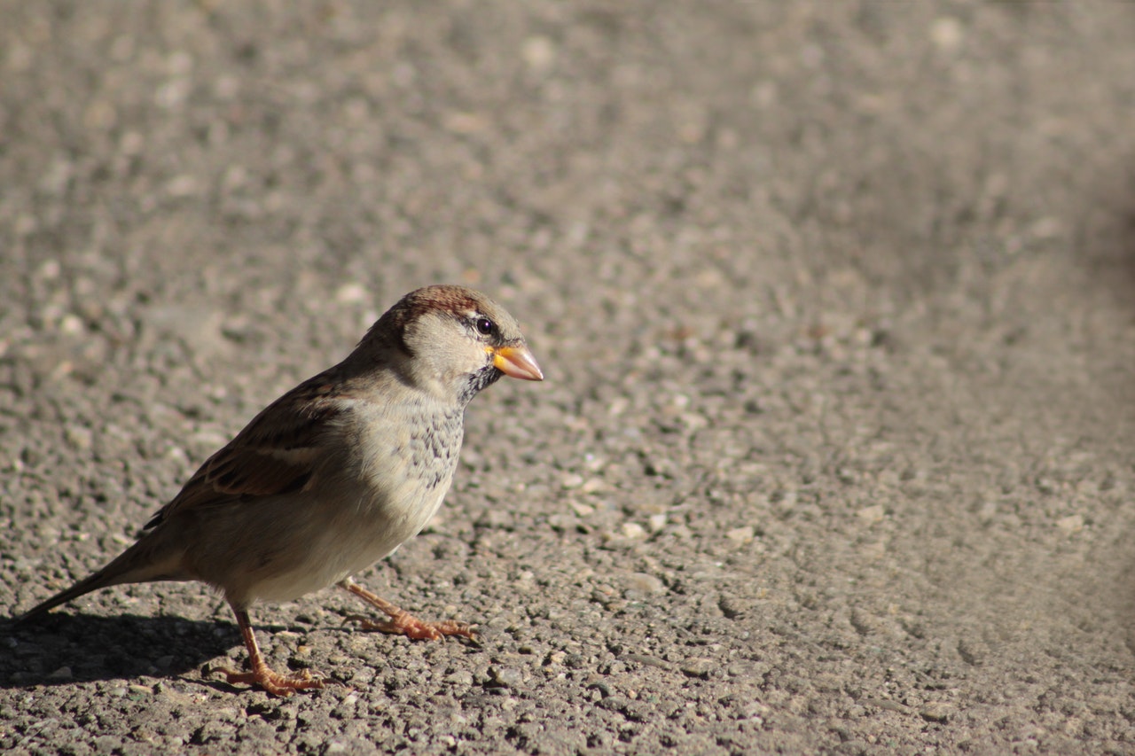 animal-close-up-macro-64209.jpg