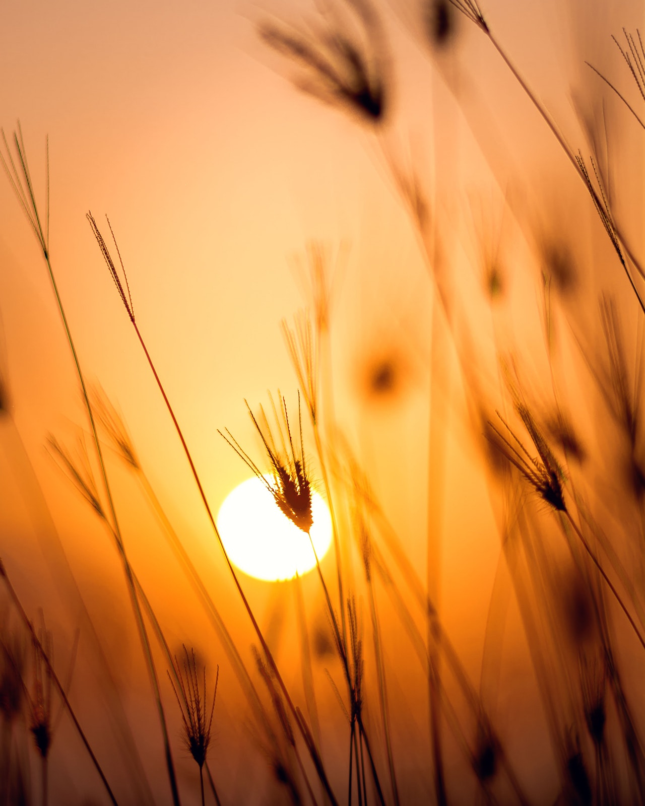 dawn-field-grass-1454769.jpg