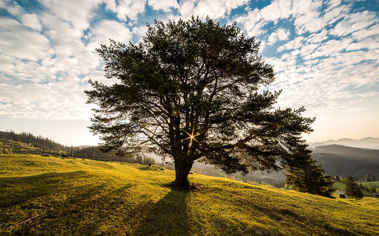 tree-dawn-nature-bucovina-56875.jpeg