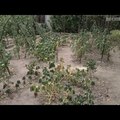 Láthatatlan látogatók a kertünkben - videó