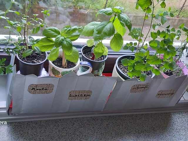 Fűszernövények az ablakpárkányon egész éven át
