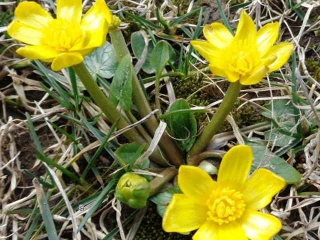 Tavaszváró: én kis kertet kerítek…