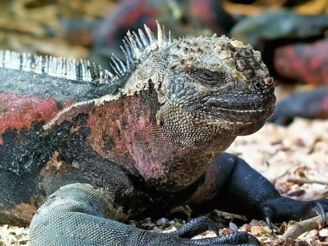 Galápagos: elbűvölő természetfilm-sorozat