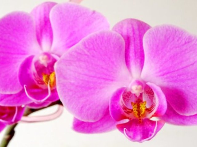 Az orchidea, a virágok királynője, misztikus erővel bír