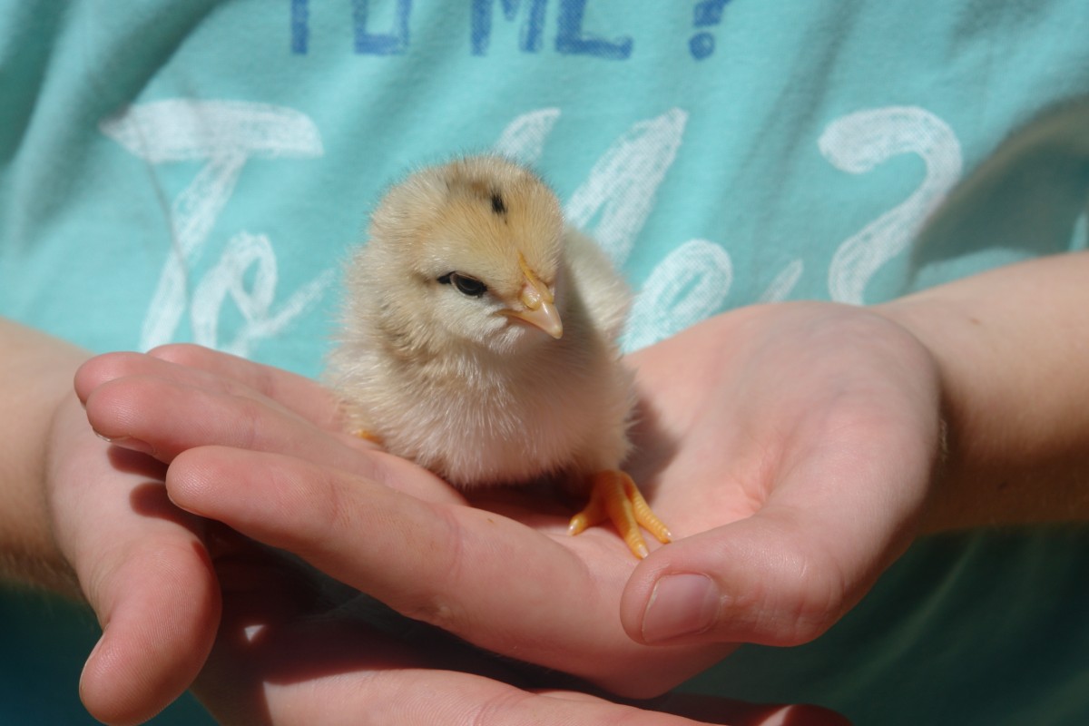chicken_puppy_little_protect_cure_adorable_hands_touch-761094.jpeg