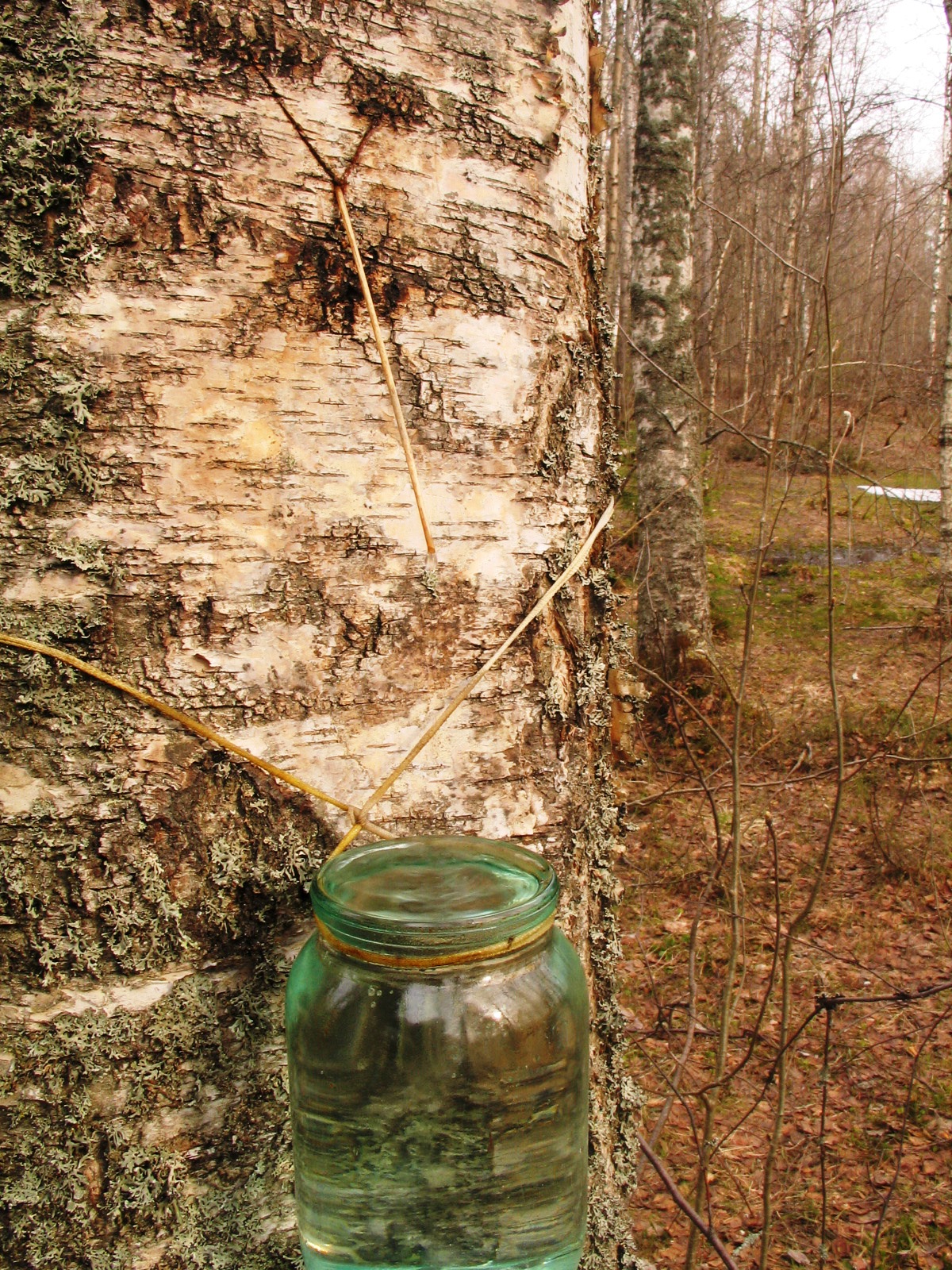 collecting_of_birch_sap_jpg_wiki.jpg