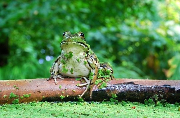 frog