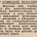 Farkasok Bugacon - Népszava 1964 szeptember 9.