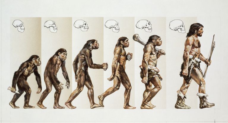 humanevolution-59c585f89abed500118b17c2.jpg