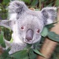 Koala kaja