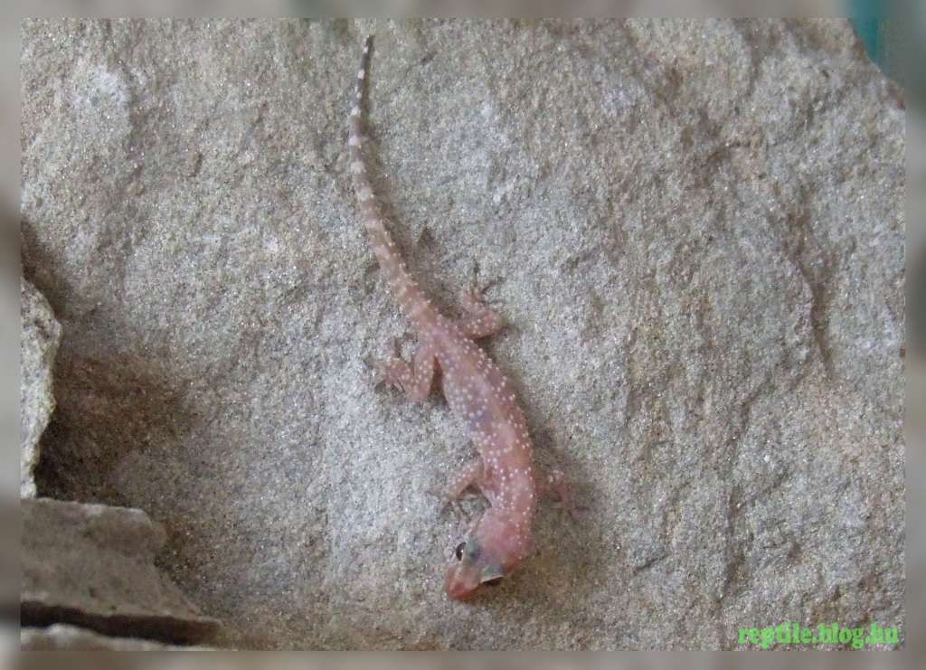 hemidactylus_turcicus.png