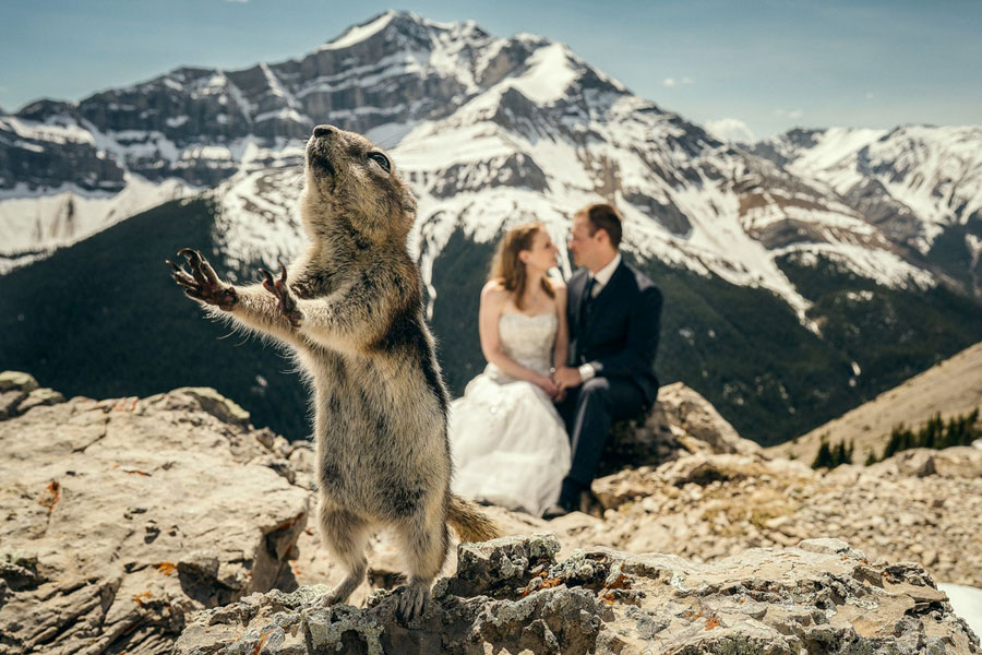 A mókus drámai közbelépése egy romantikus filmbe is beillene.