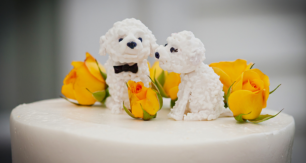 Cuki kutya kukucskál ki a tortából: ettől az ötlettől mindenki elolvadt az esküvőn