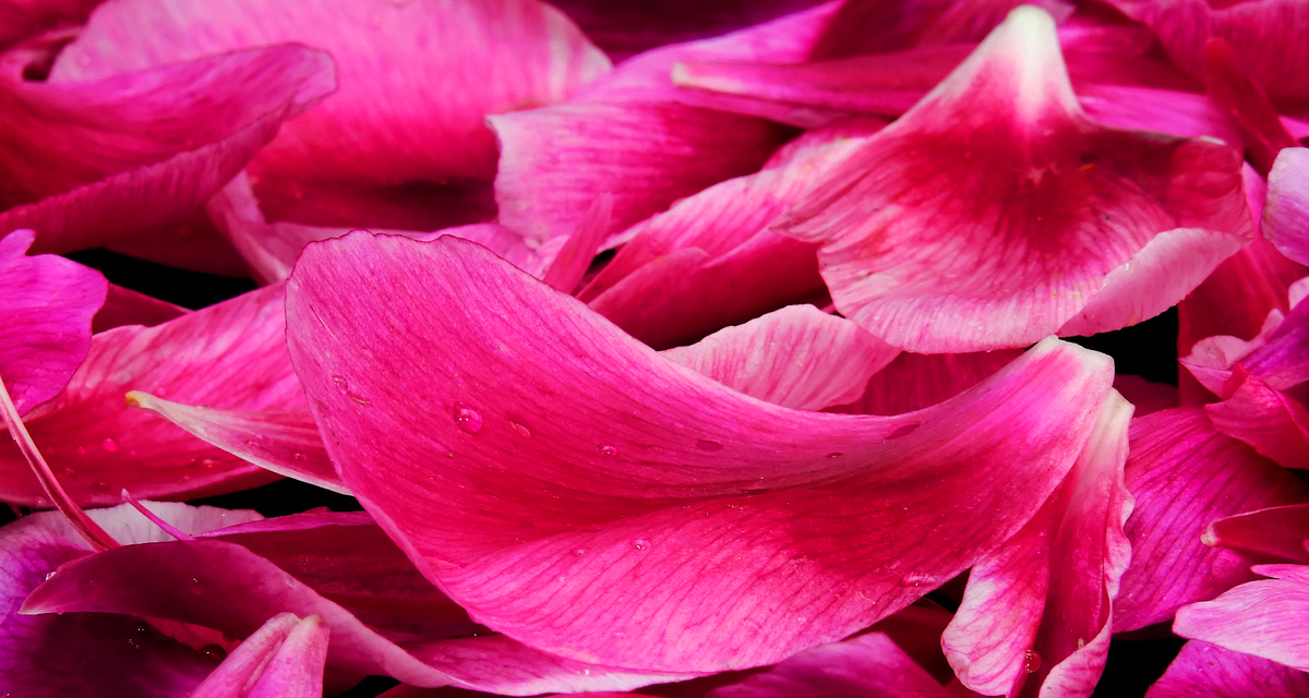 Mennyei bőrradír, illatos rózsaszirmokkal meghintve