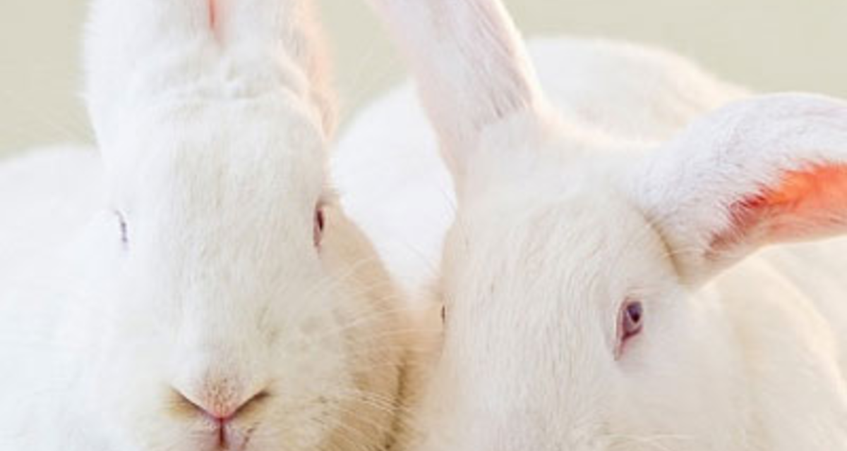 Nincs több állatkínzás - Az EU végleg betiltotta az állatkísérleteket