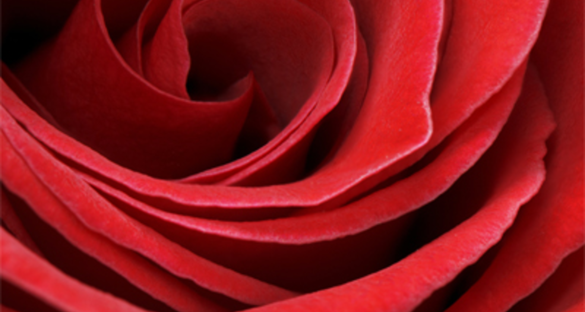 Békebeli romantika: készíts rózsás parfümöt az esküvőre!