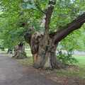 Ősfák a Greenwich Parkban