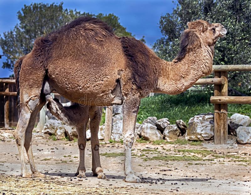 dromedary-camel-female-dromedary-camel-female-her-kid-latin-name-camelus-dromedarius-102270162.jpg