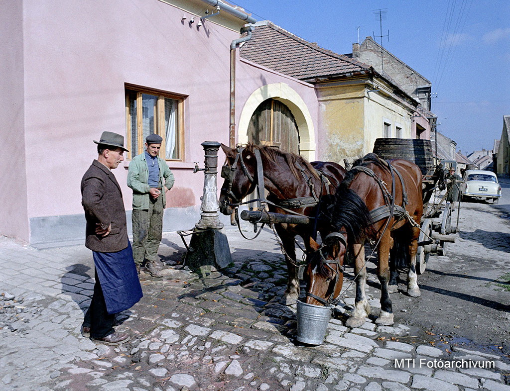 1965. október 18. Férfiak megitatják lovaikat, a lovasszekéren hordókban a szüreten szedett szőlő. MTI Fotó: Járai Rudolf