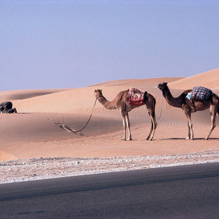 Egyesült Arab Emírségek - 1981