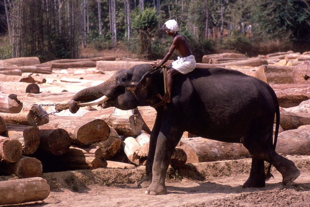 Sem pedig a nehéz tárgyak emelésénél. Kerala fatelep.