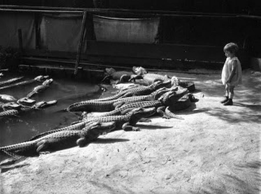 los_angeles_alligator_farm_1920s_03.jpg