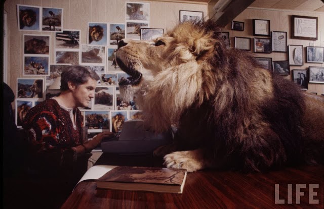 Living with a Lion, ca. 1970s (10).jpg