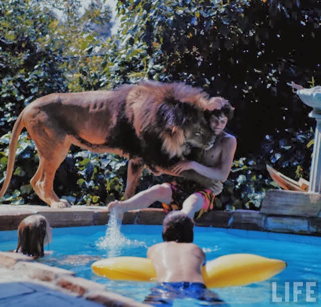 Living with a Lion, ca. 1970s (18).jpg