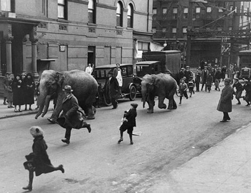 1930_harom_elefant_szalad_a_new_york-i_125-ik_utcan_miutan_megleptek_a_loew_s_victoria_szinhazbol_a_harlemben.jpg