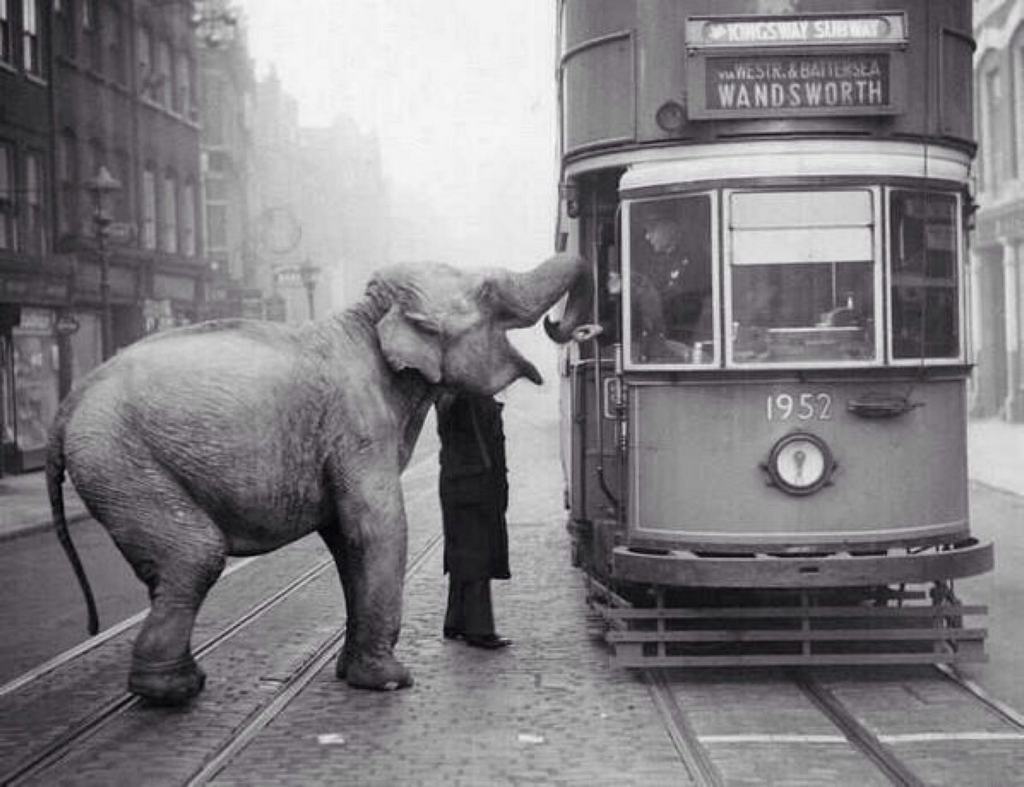 1936_egy_cirkuszi_elefant_epp_elfogadja_a_felkinalt_almat_a_villamosvezetotol_a_londoni_gray_s_inn_road-on.jpg