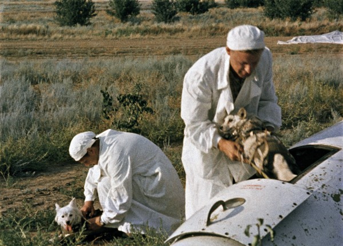 1960_augusztus_20_belka_es_strelka_az_elso_epsegben_visszatert_urhajos-kutyak_a_szovjetunioban.jpeg