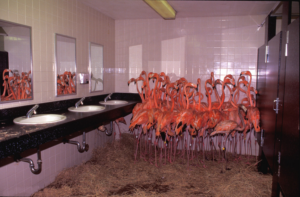 1992_flamingos_huddled_together_in_the_bathroom_at_miami_zoo_during_hurricane_andrew.png