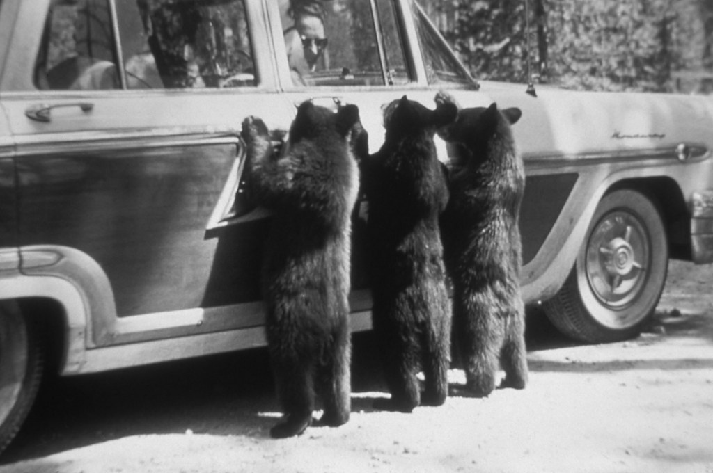 1960_three_bears_1960_yellowstone_nemzeti_park_amerikai_egyesult_allamok.jpeg