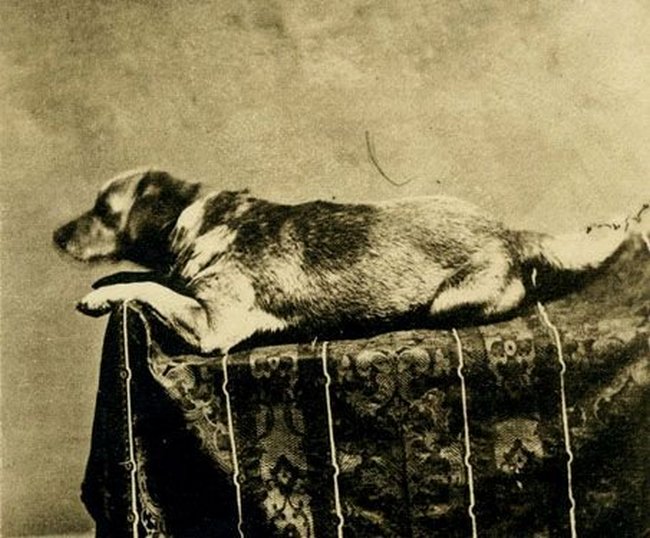 1861_abraham_lincoln_s_beloved_mutt_fido_the_first_presidential_dog_to_be_photographed.jpg