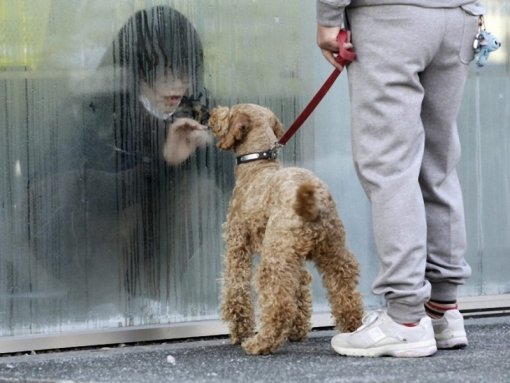 2011. A radioaktivitás miatt izolált fukusimai lány kutyájával találkozik..jpg