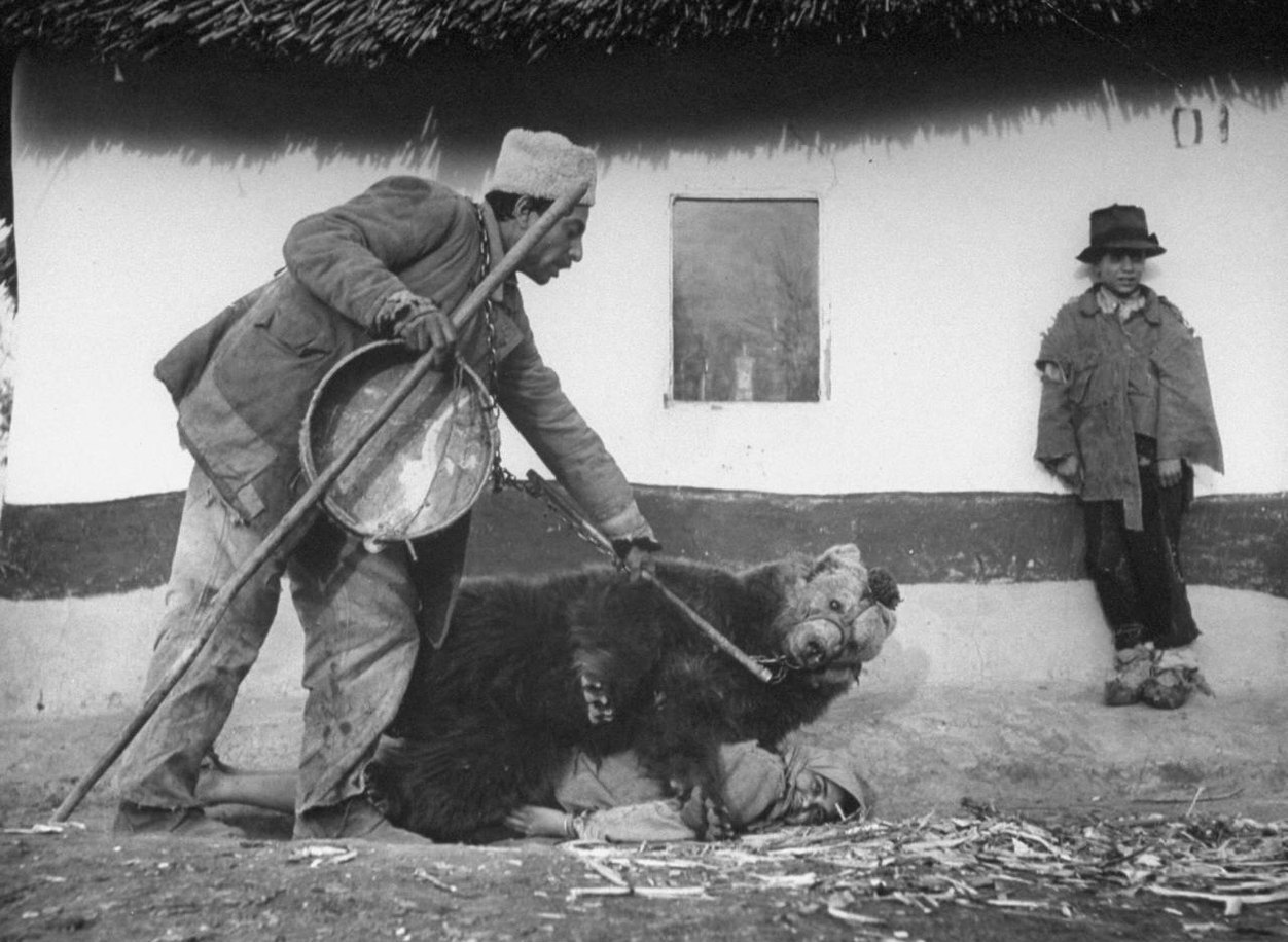 1946. Cigány nőt gyógyít a medve. Fura módja a reuma kezelésének Romániában..jpg