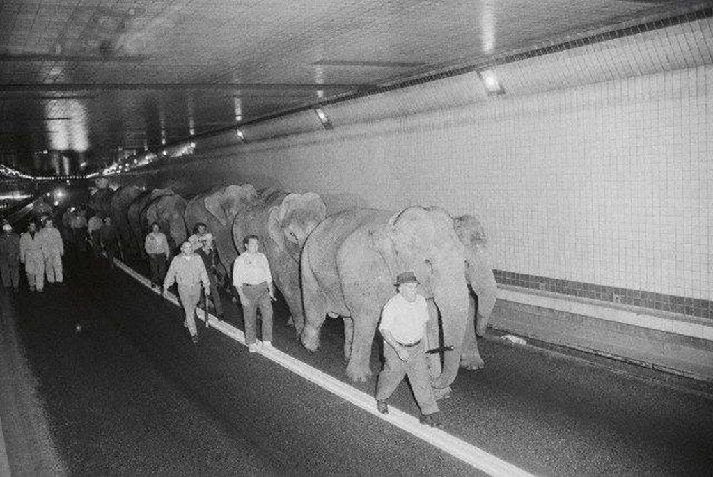 1971_circus_elephants_walking_through_the_lincoln_tunnel_in_new_york_city2.jpg