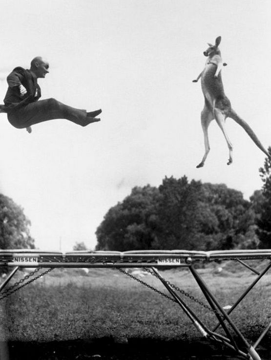 1960_george_nissen_inventor_of_the_trampoline_jumping_with_his_kangaroo.jpg