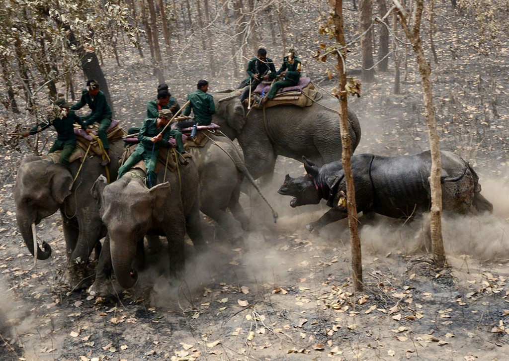 2017_04_04_a_relocated_rhino_charges_a_nepalese_forestry_and_technical_team_after_being_released_as_part_of_a_relocation_project_in_shuklaphanta_national_park.jpg