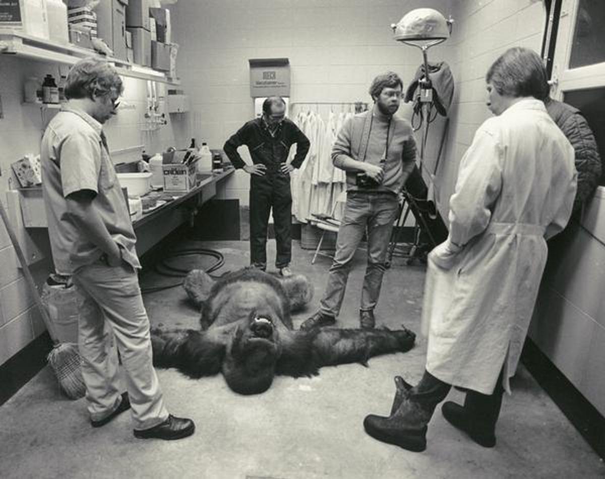 1981_milwaukee_zoo_veterinarians_with_samson_the_gorilla_shortly_after_he_died_of_a_heart_attack_at_the_age_of_32.jpg